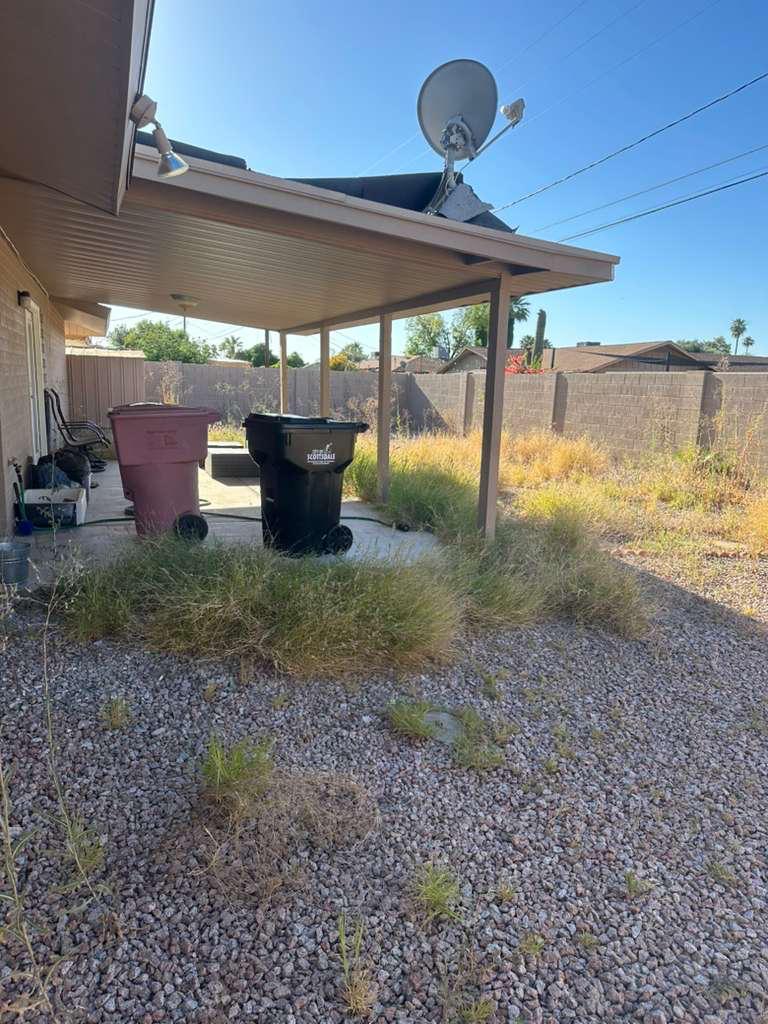 Backyard before — tall weeds and debris