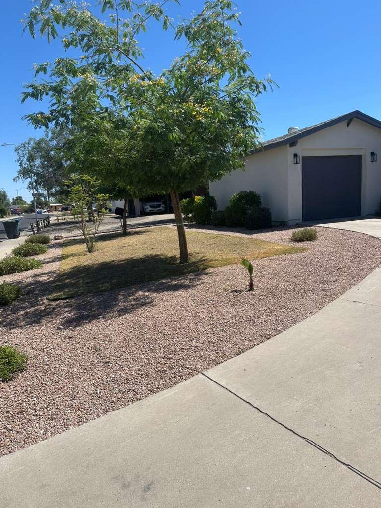 Front yard with healthy tree after cleanup